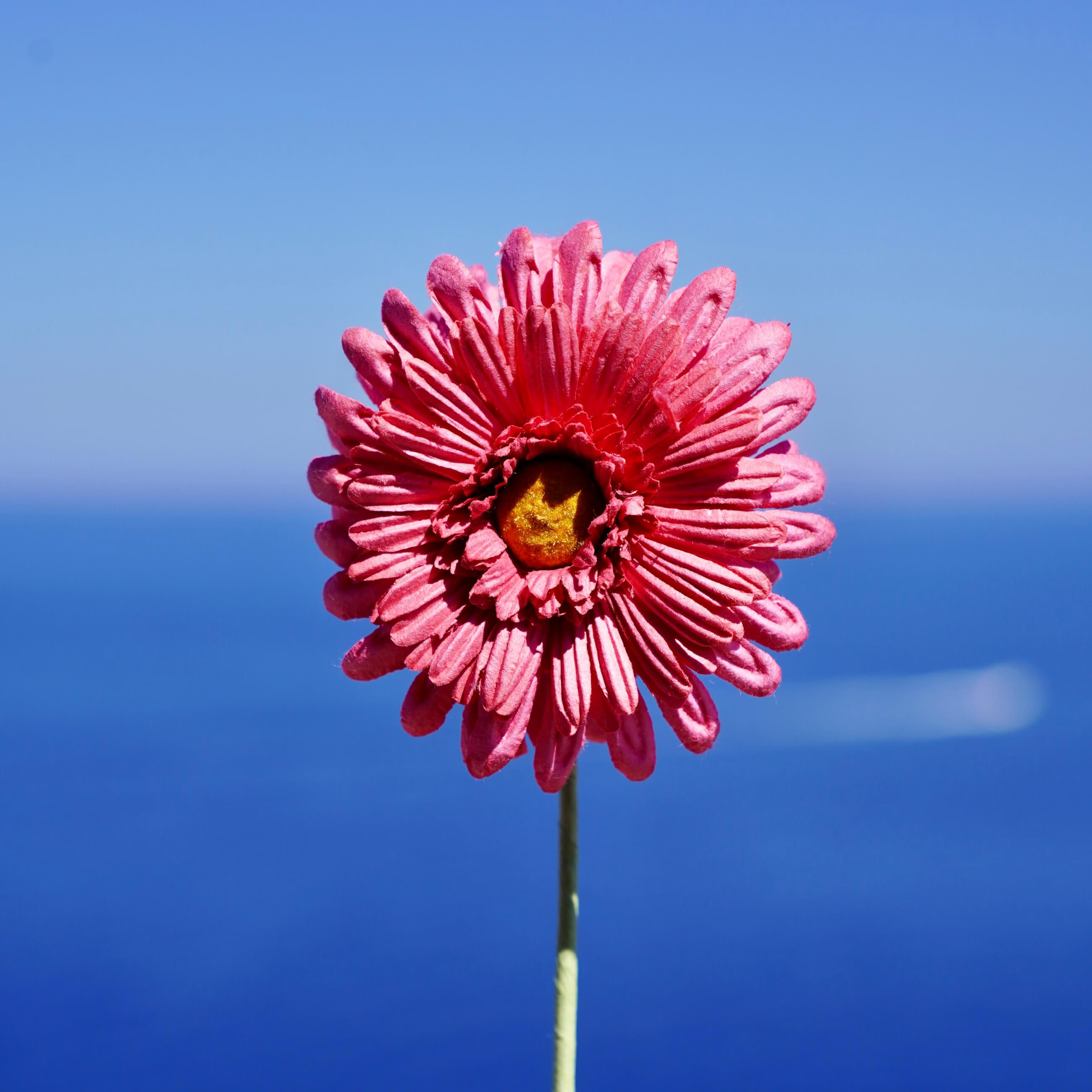Flowrette Gerbera fleur papier fuchsia x1 élégante