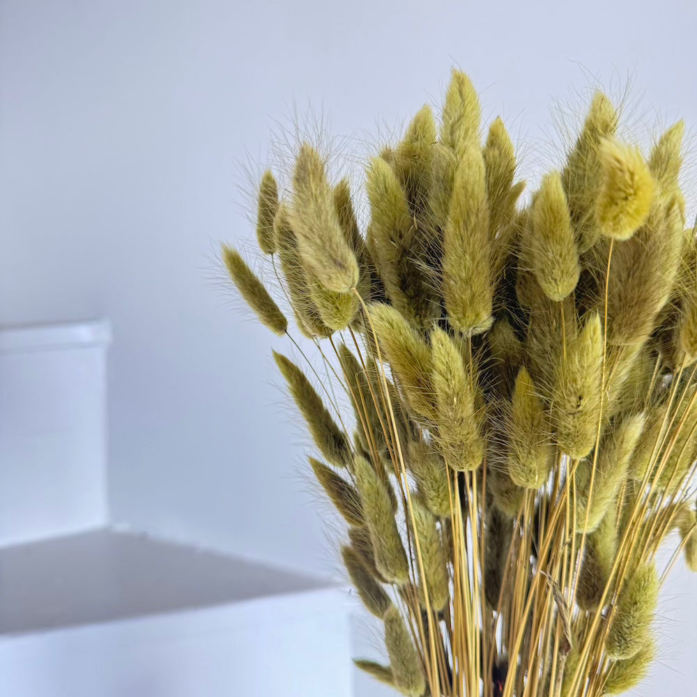 Flowrette botte lagurus vert olive séché x1