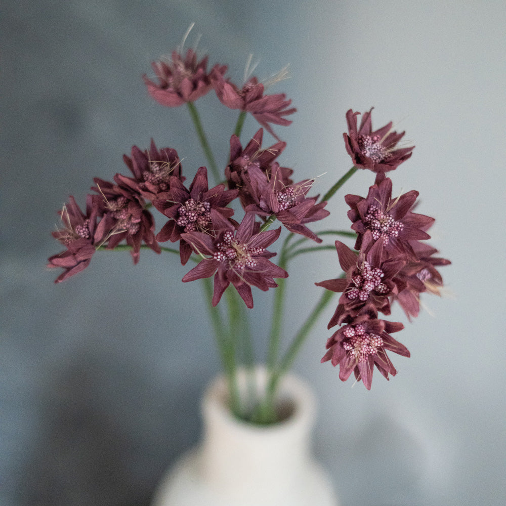 Flowrette Astrance fleur en papier violet x1 centre de table