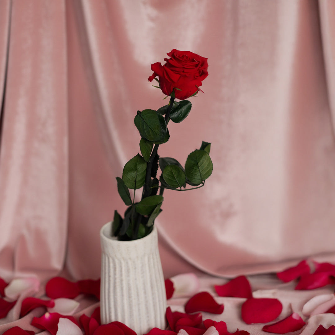 Flowrette Rose rouge stabilisée naturelle x1 longue durée