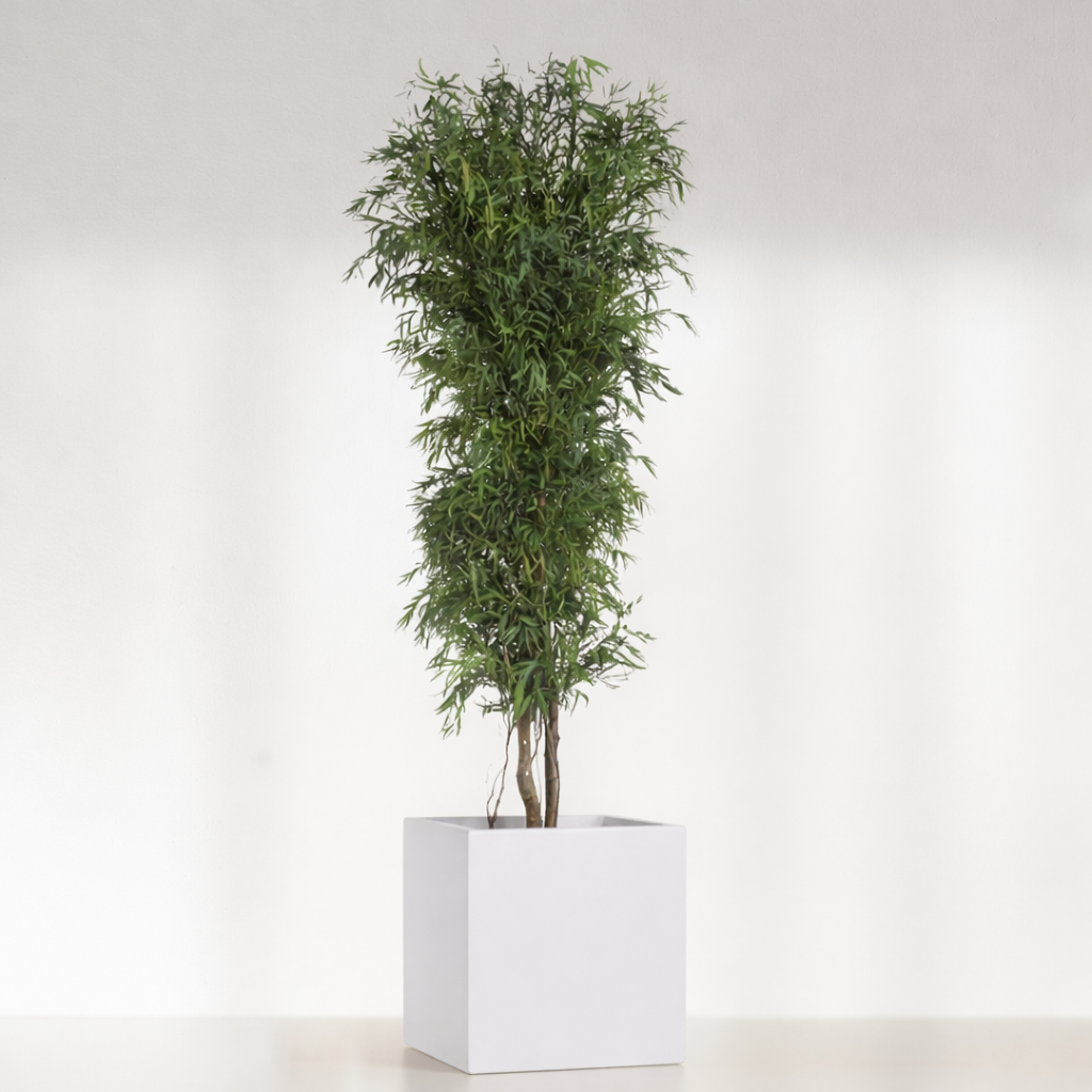 Ateliers Ouchamp Plantes Eucalyptus fin plante 1m30