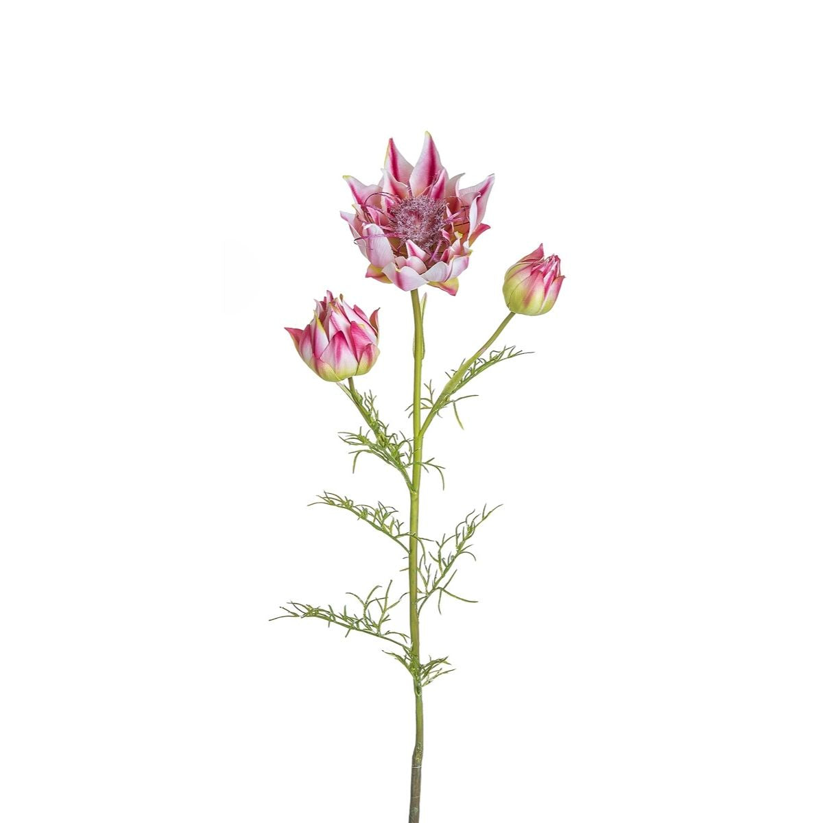 Sia Home Tige de Serruria fleur artificielle fuchsia 112 cm