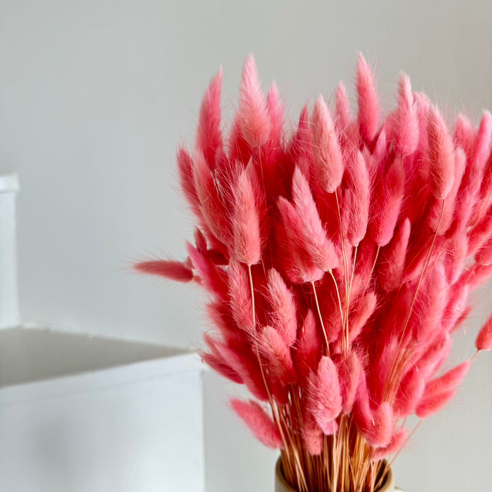 Flowrette lagurus vieux rose botte séchée x1 douce