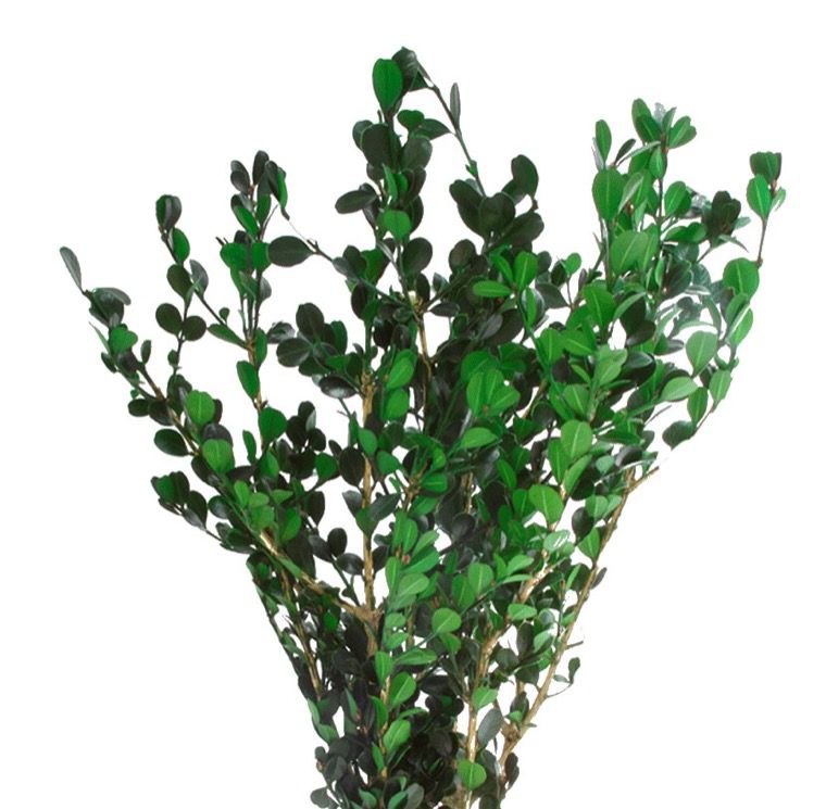 Feuillazur Rungis Buxus feuillage stabilisé vert 50cm
