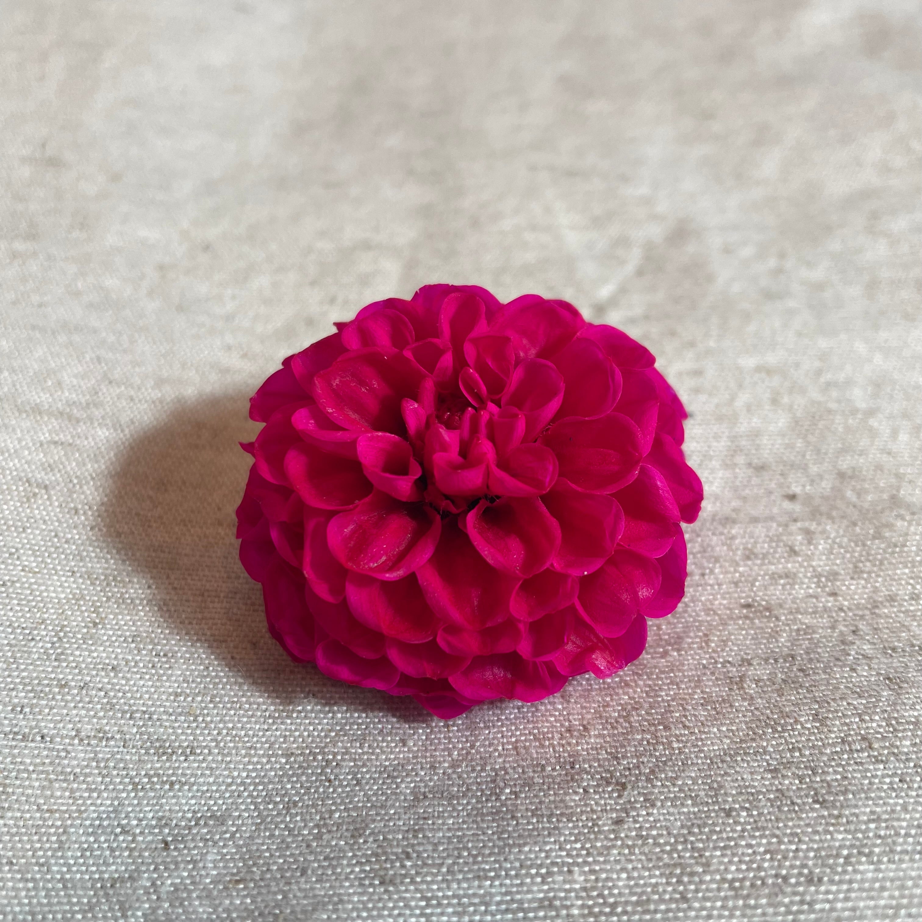 Ateliers Ouchamp Place de Breteuil boucles d’oreilles ivoire dahlia 5 cm