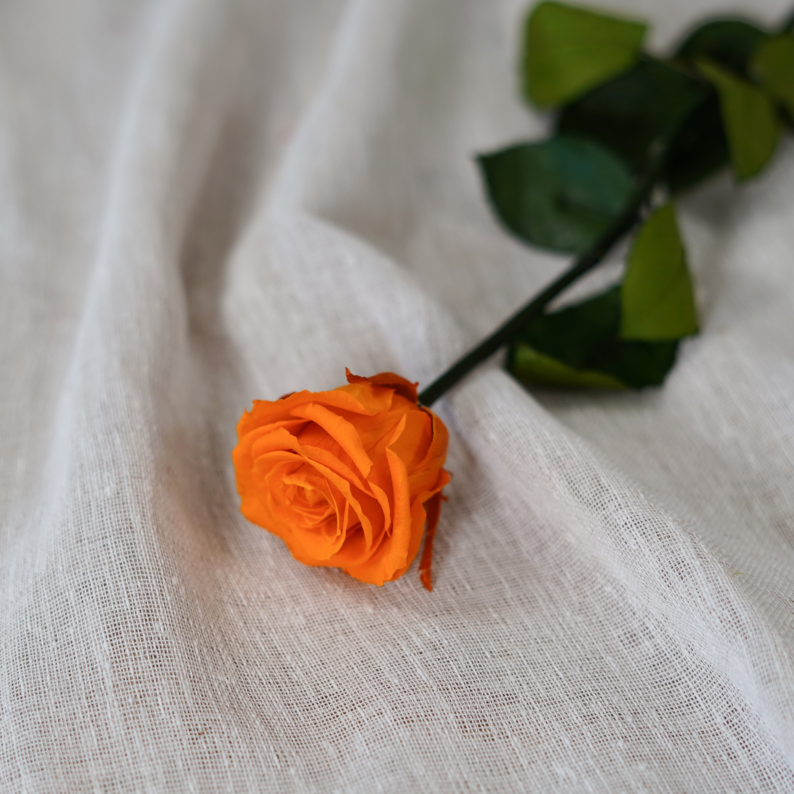 Flowrette Rose éternelle stabilisée orange x1