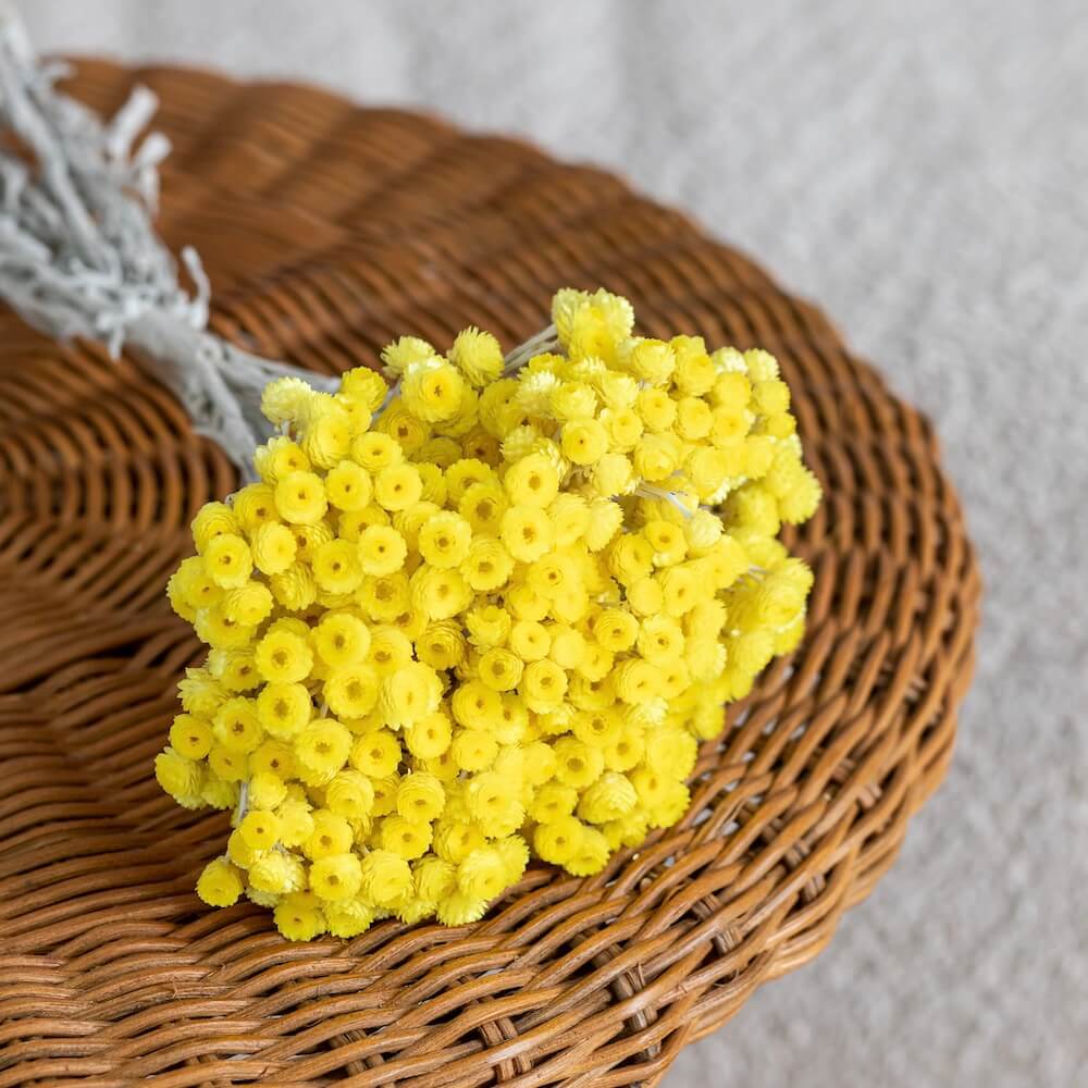 Flowrette botte immortelle jaune x1 fleur séchée