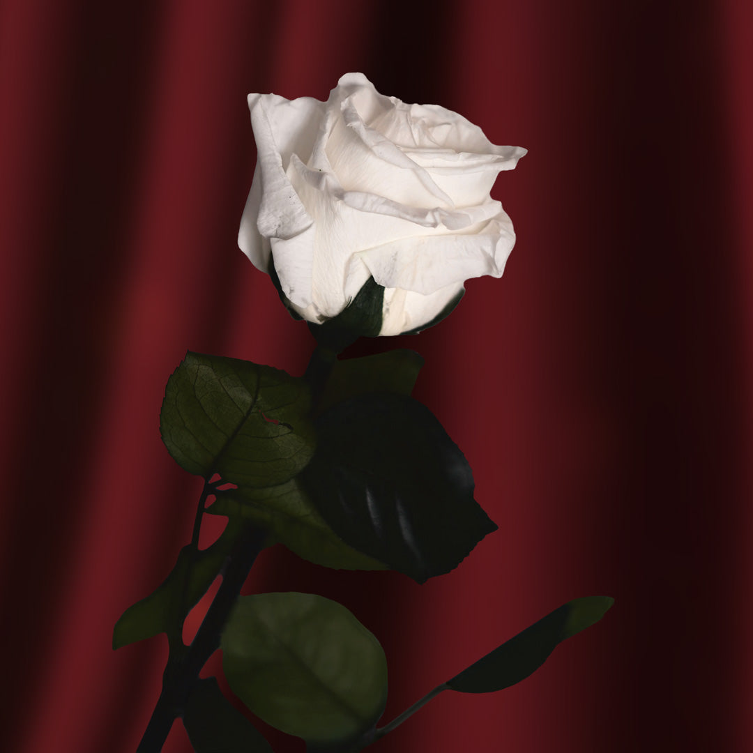 Flowrette Rose fleur stabilisée blanche x1 naturelle