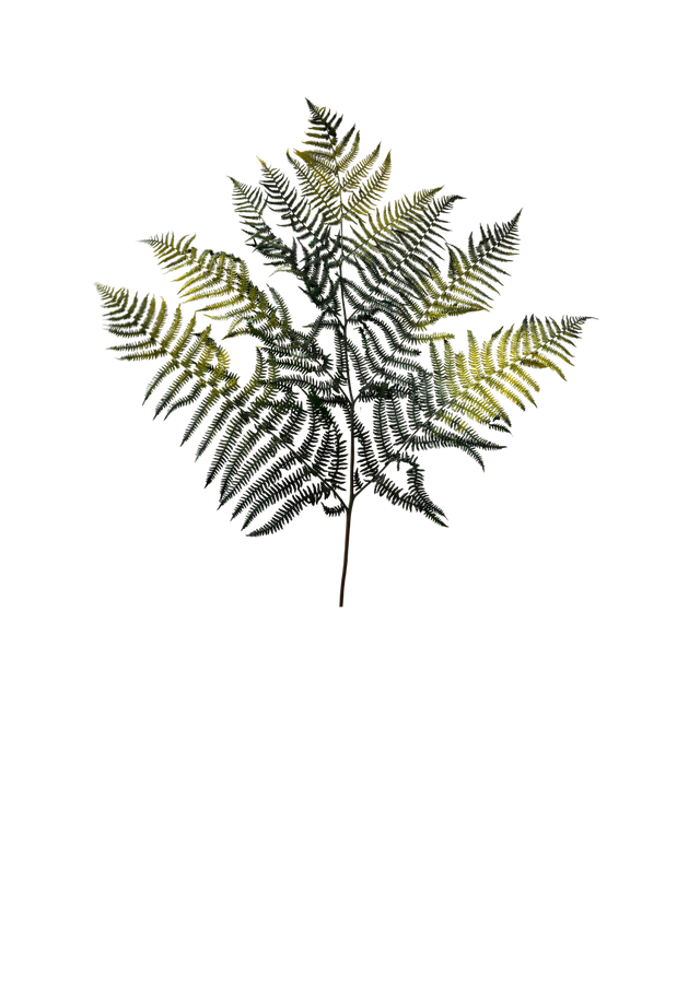 Feuillazur Bracken Fern fougère stabilisée vert et jaune