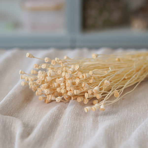Flowrette Fleurs séchées botte mini pavot blanc blanchi naturel