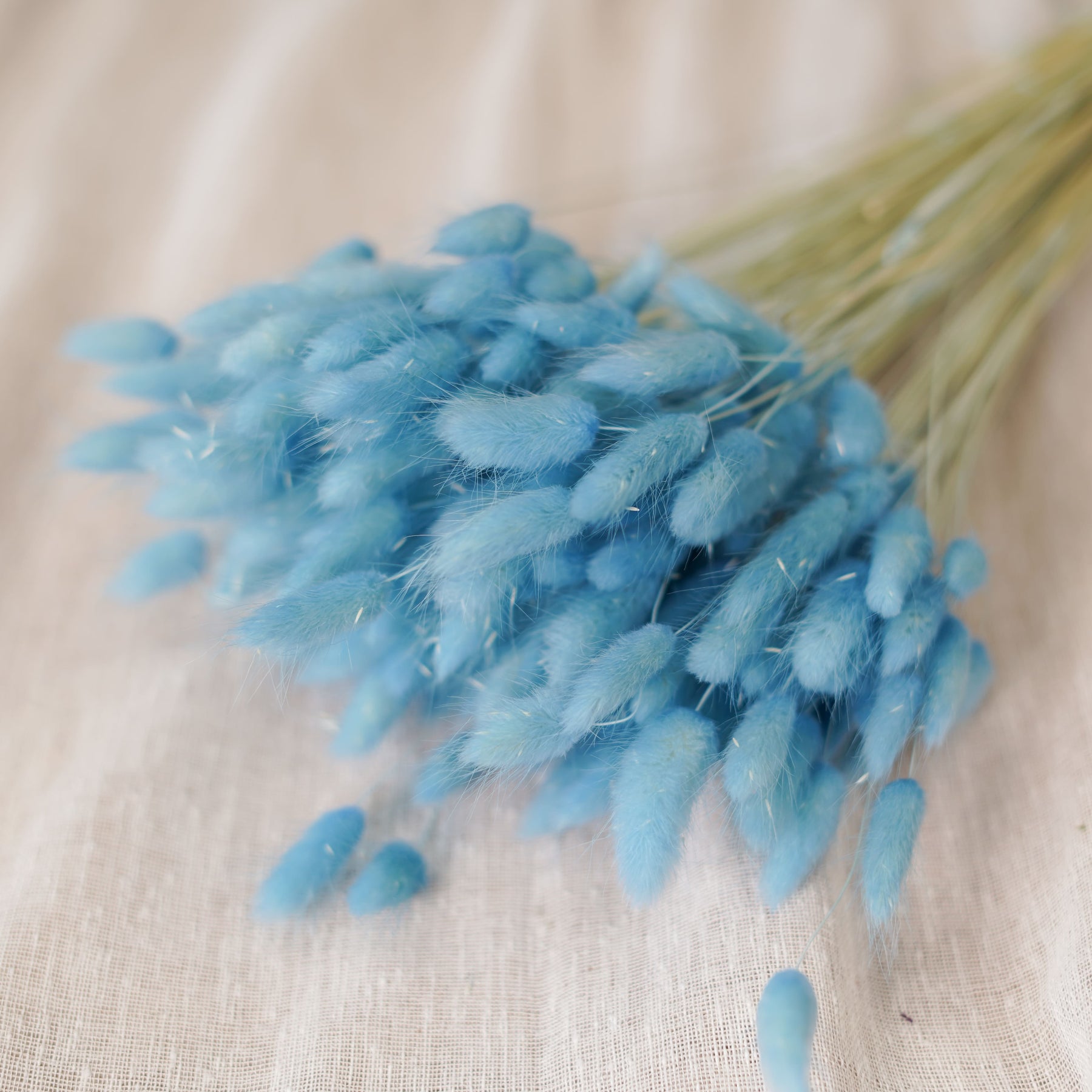 Flowrette lagurus bleu ciel séché botte queue de lièvre