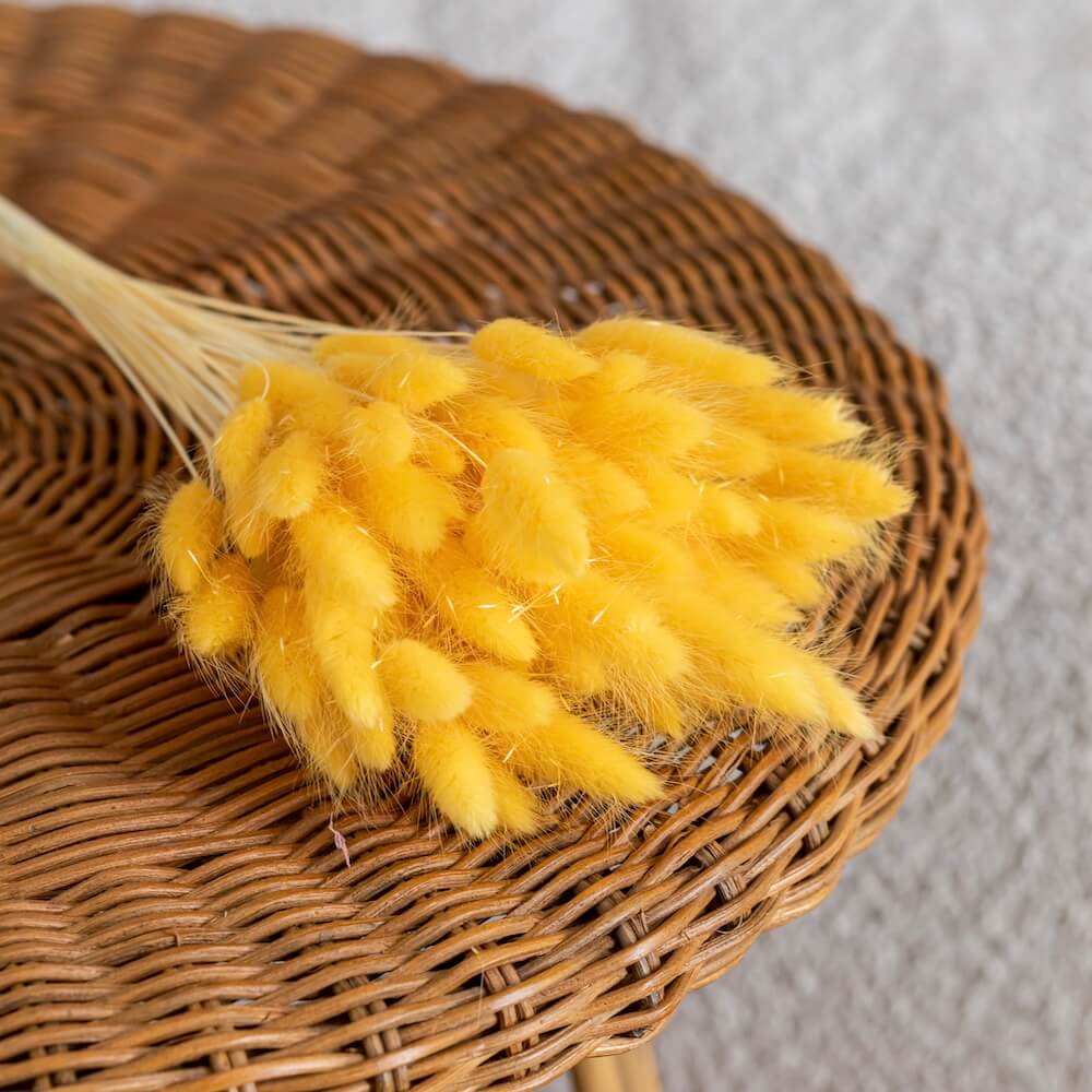 Flowrette Lagurus botte fleurs séchées jaune clair x1