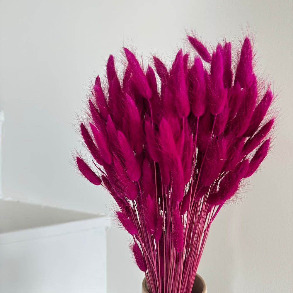 Flowrette Lagurus botte fleurs séchées magenta x1