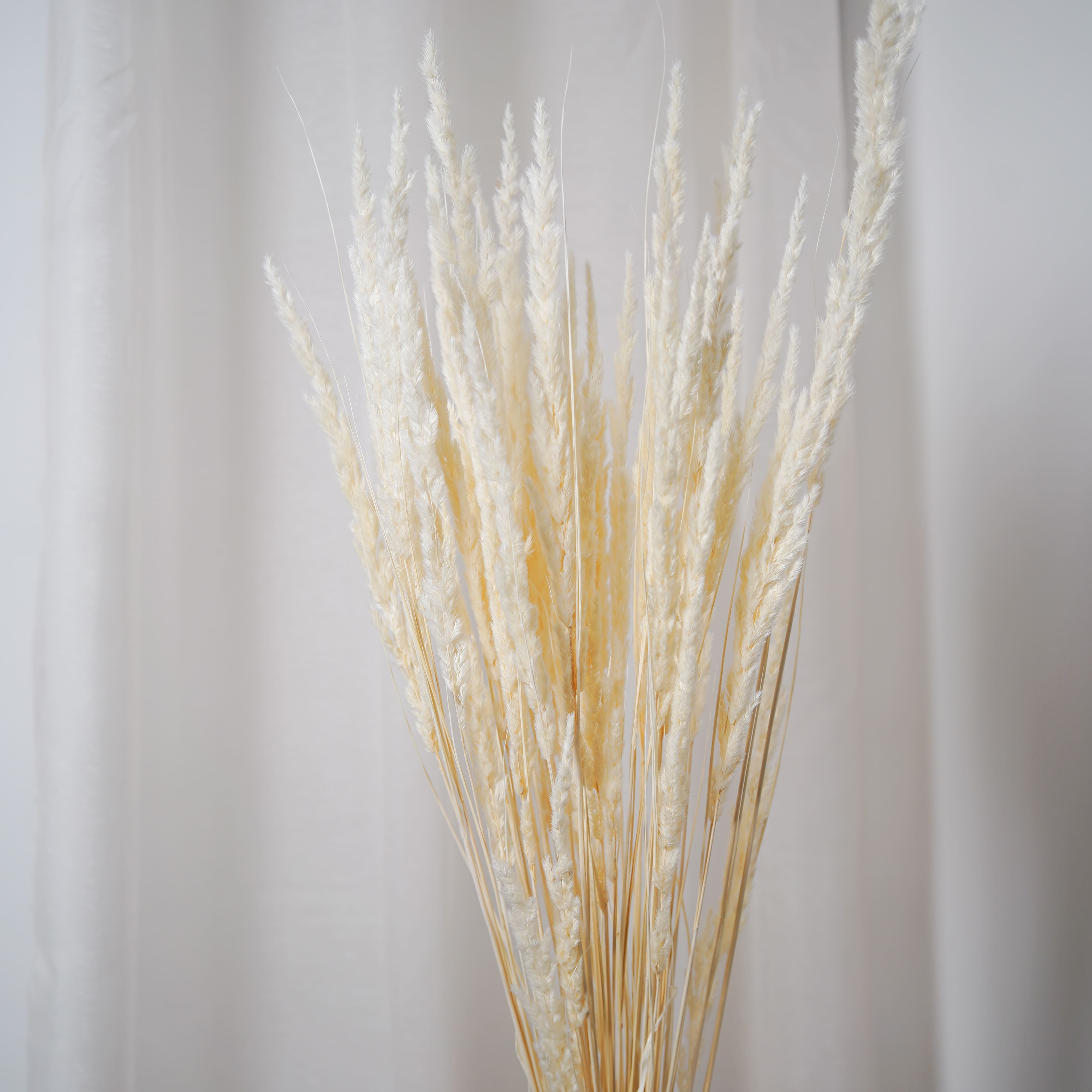 Flowrette Mappetta blanchi botte fleurs séchées x1 90 cm