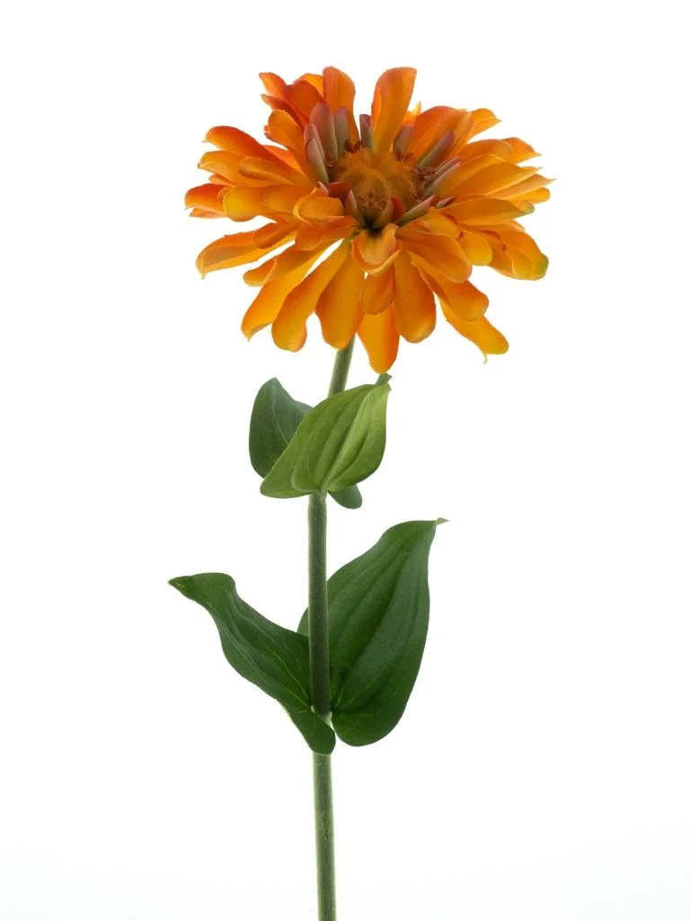 Feuillazur Rungis Zinna Fleur Artificielle Rose 58 cm
