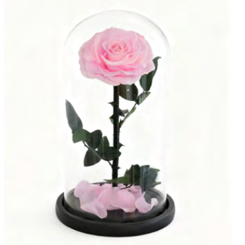 Feuillazur Rungis Rose sous cloche stabilisée rouge 17x32cm