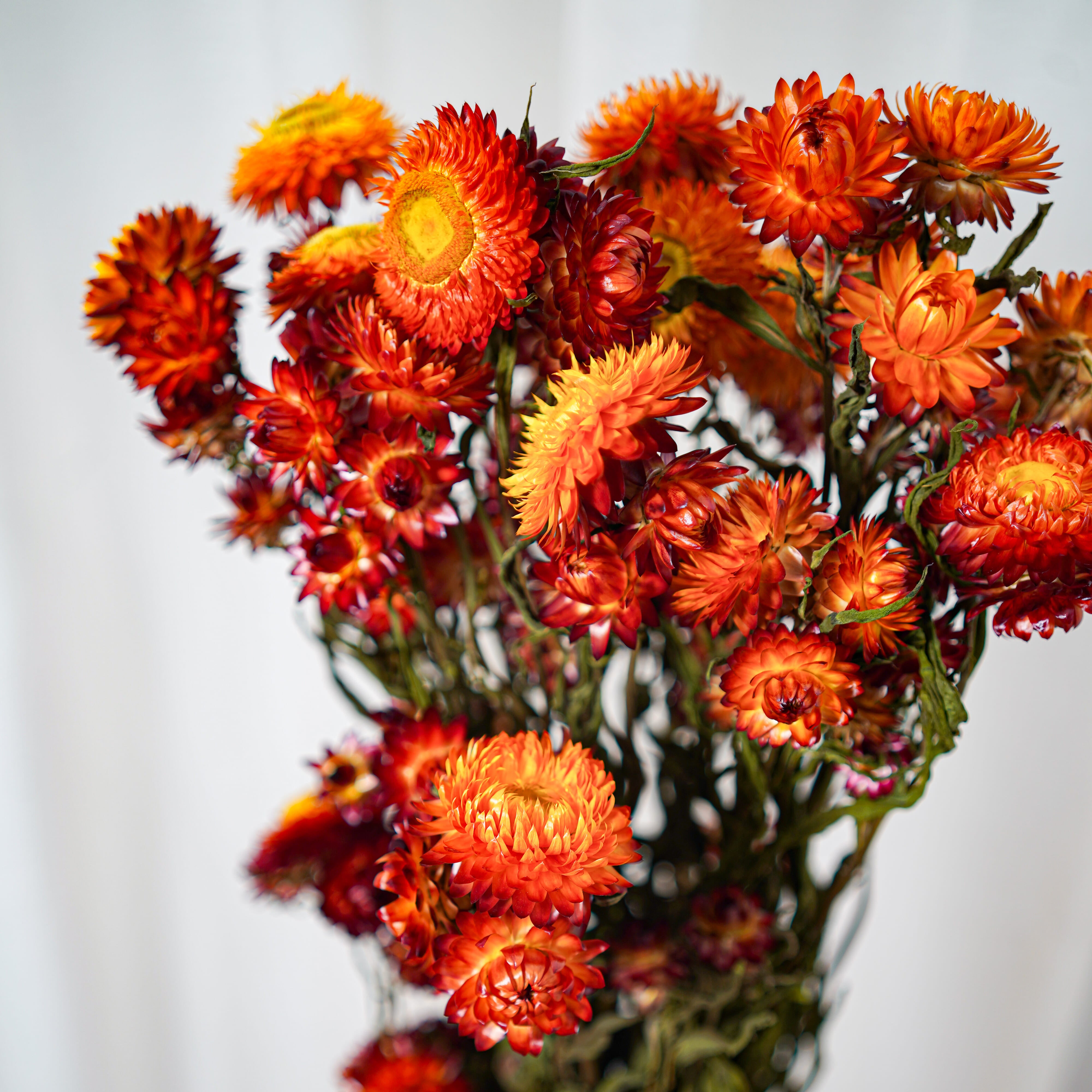 Flowrette Fleurs séchées botte Helichrysum orange x1