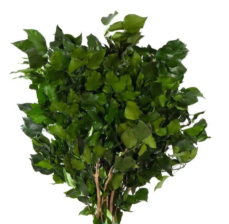 Feuillazur Hedera lierre stabilisé vert 60cm