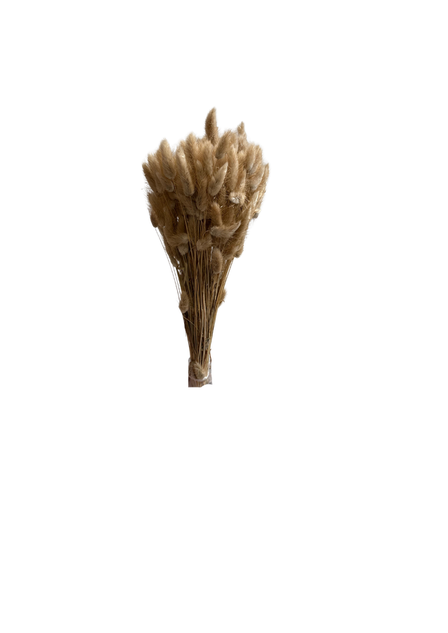 Feuillazur Rungis Lagurus fleur séchée 70 cm naturel