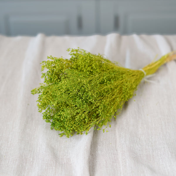 Flowrette Broom vert pâle fleurs séchées botte vaporeuse