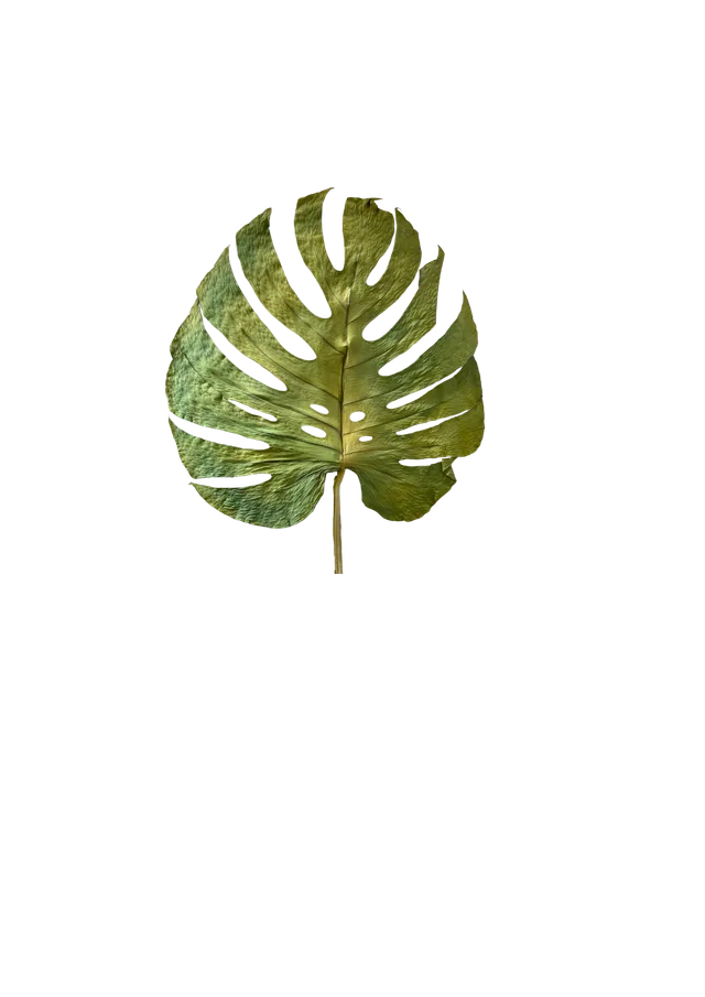 Feuillazur Rungis Monstera stabilisé feuille vert grand format
