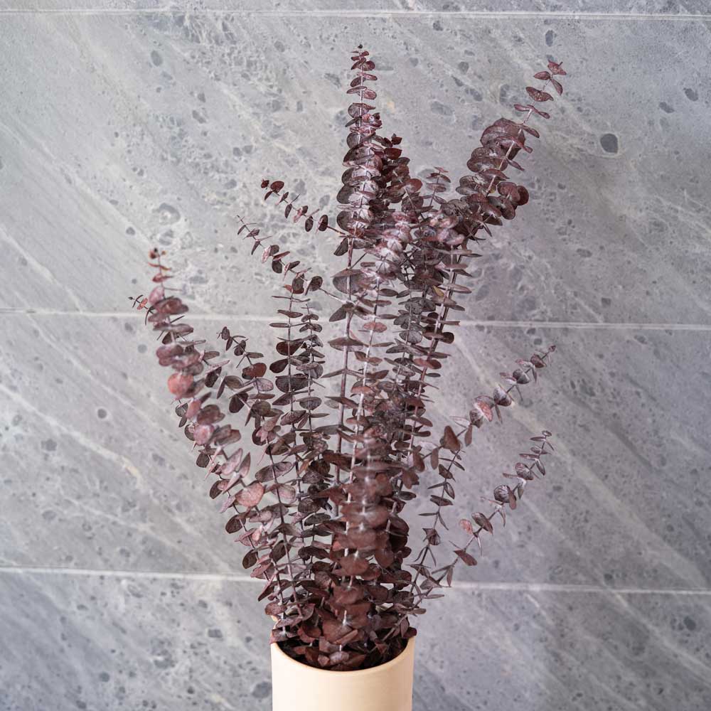 Flowrette Eucalyptus Baby Bordeaux Fleurs Stabilisées