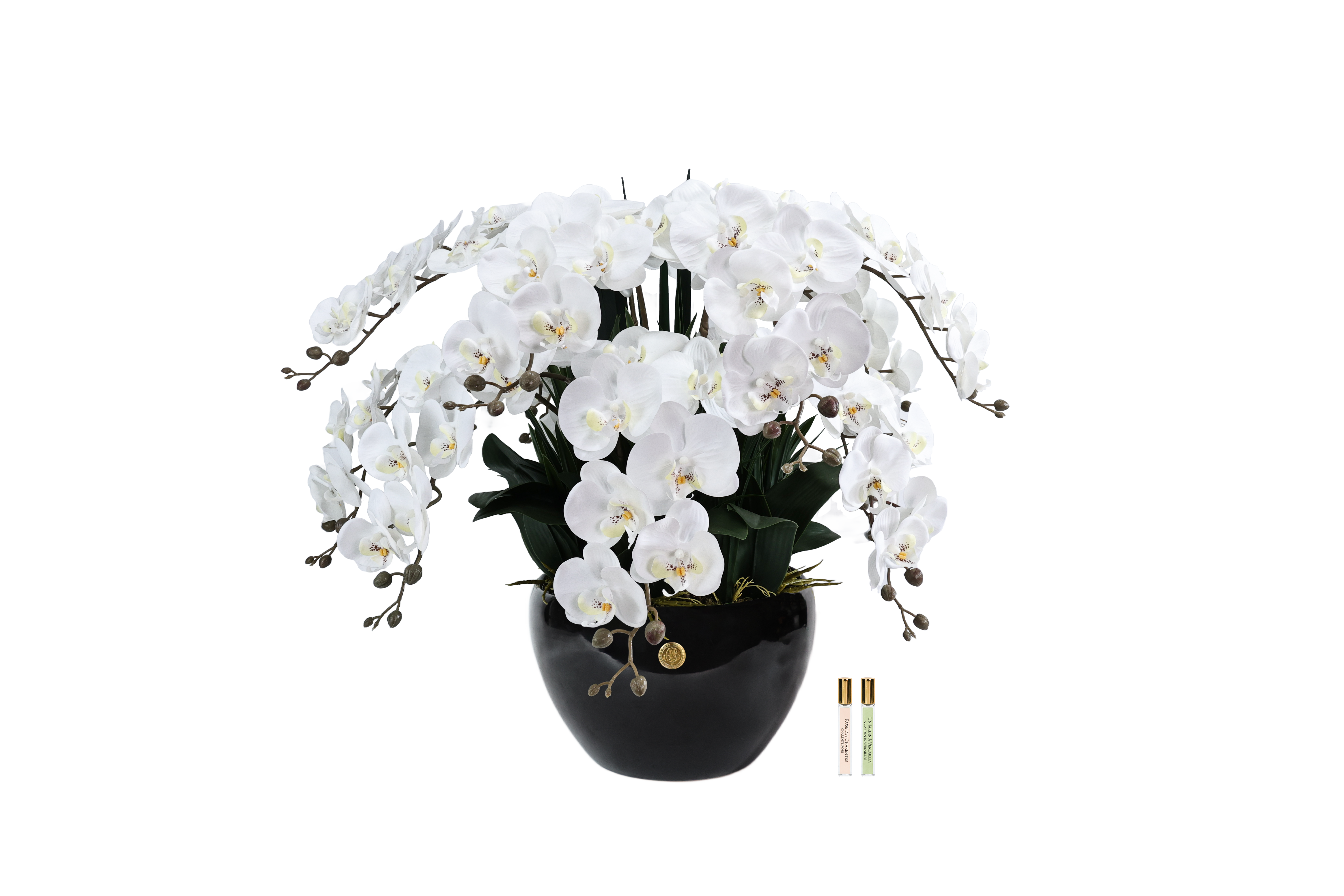 Côte Noire Perfumed GO01 orchidée géante blanche 74 cm