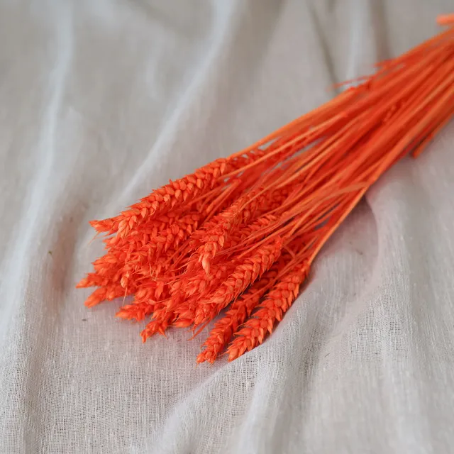 Flowrette blé fleurs séchées orange intense botte