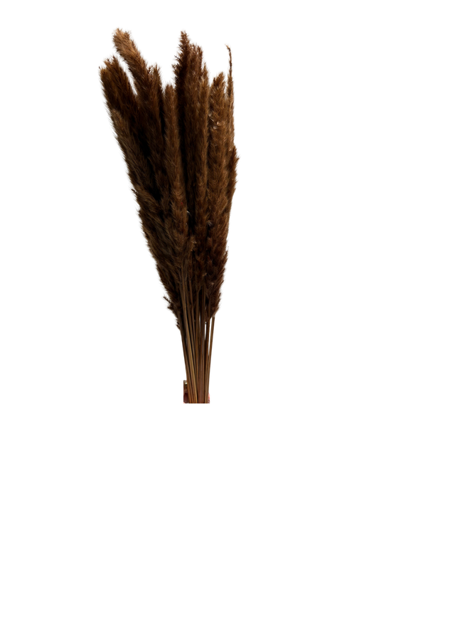 Feuillazur Séchés Mini Pampas herbe séchée terra 60cm botte 5