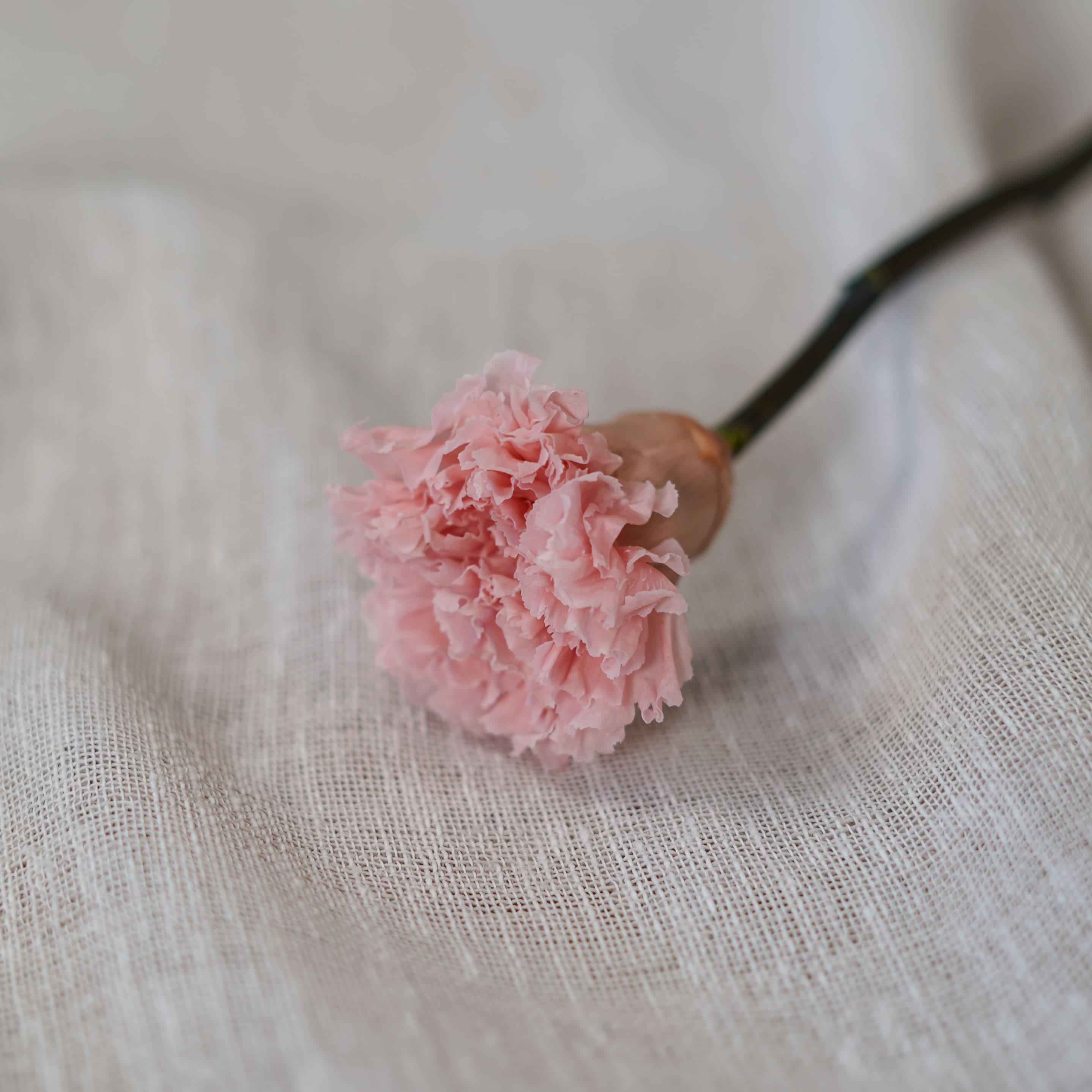 Flowrette Oeillet stabilisé rose pâle fleur stabilisée x1