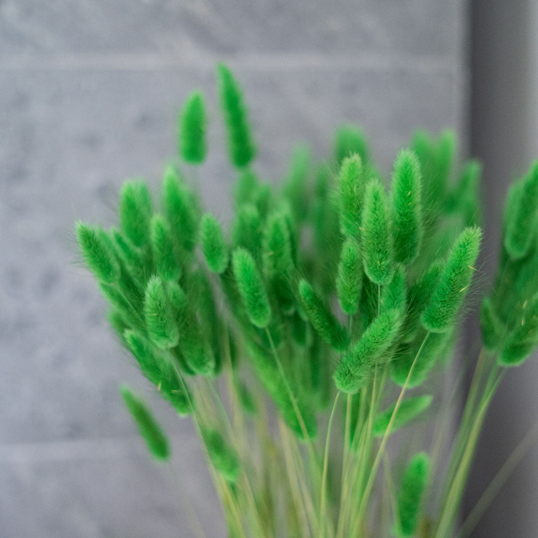 Flowrette Lagurus fleurs séchées vert botte