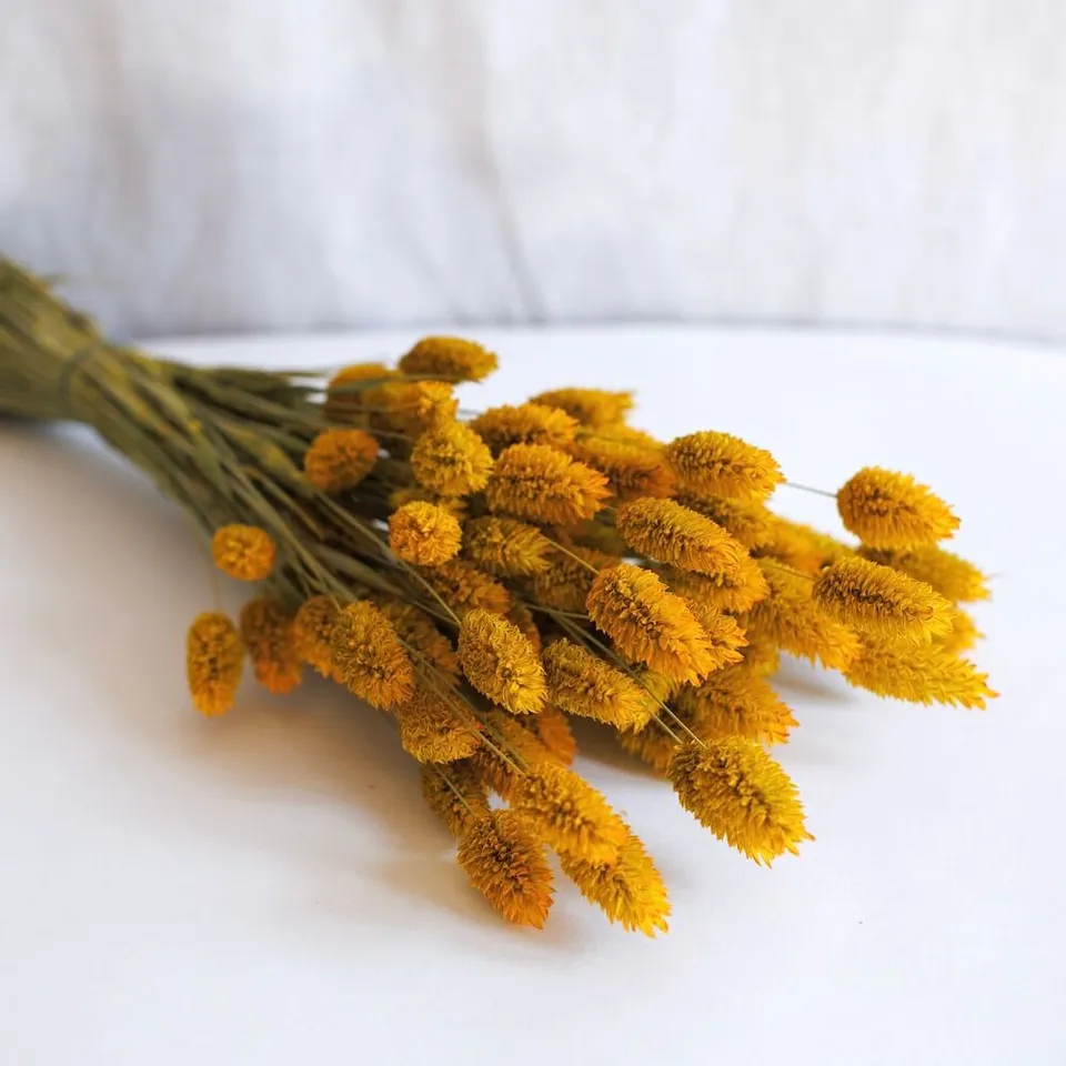 Flowrette Botte Phalaris safran fleurs séchées jaunes x1