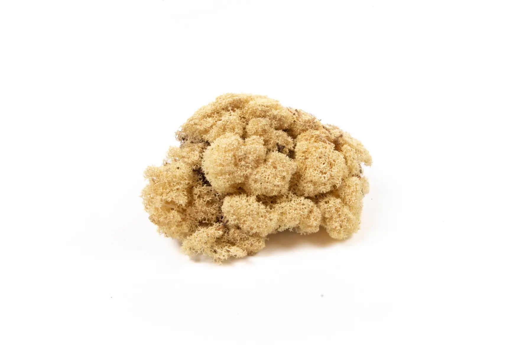 Feuillazur Rungis Lichen mousse stabilisée Spring Green 500g