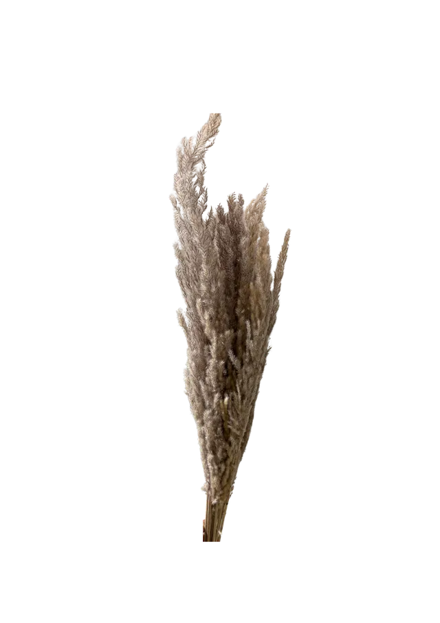 Feuillazur Rungis Pampas Eryanthus 110cm séchée naturel