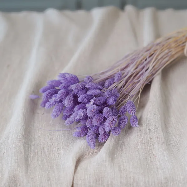 Flowrette Phalaris lilas fleurs séchées botte