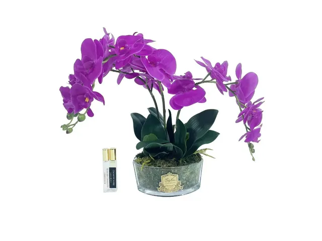 Côte Noire OOV09 fleurs parfumées bouquet orchidées fuchsia