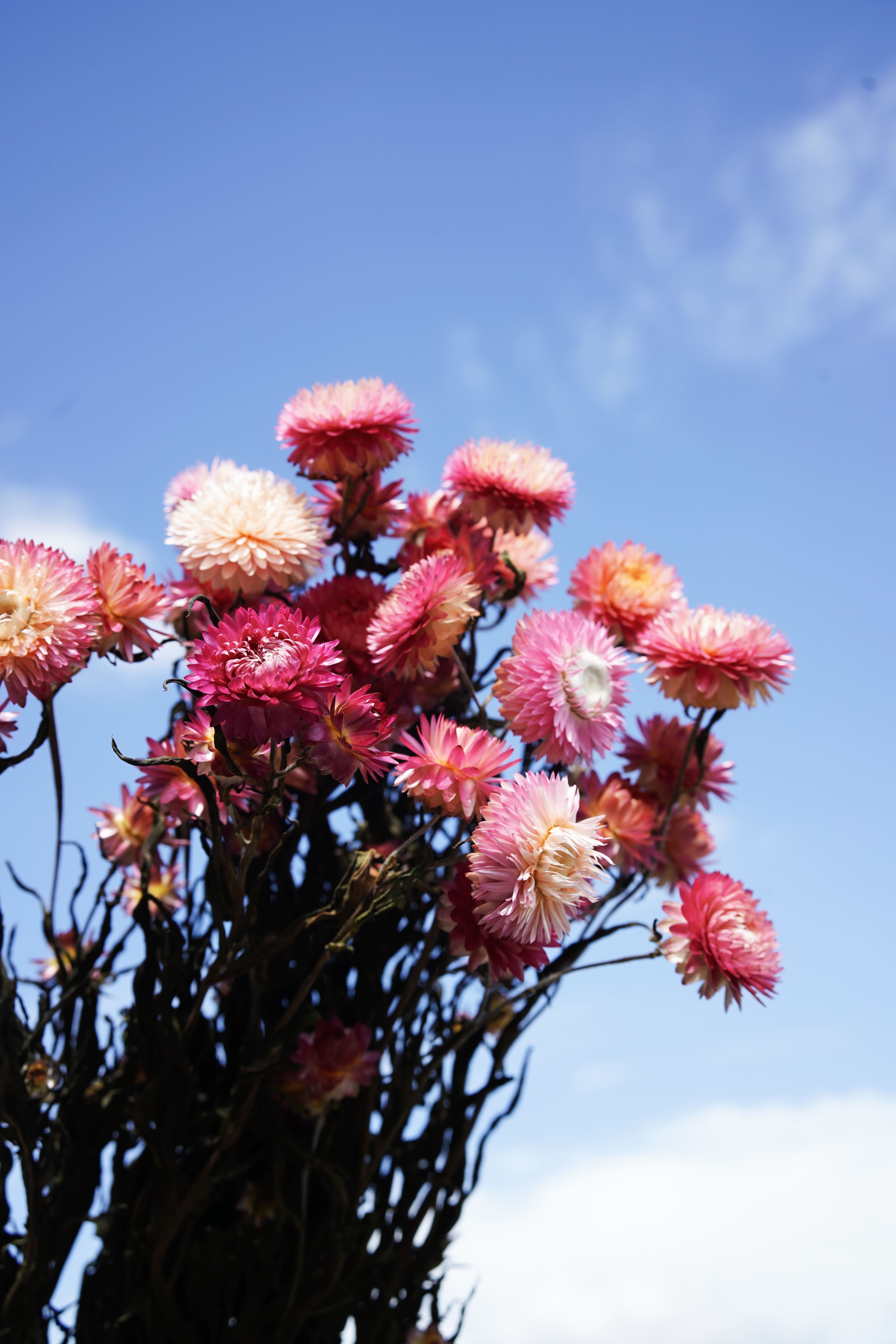 Flowrette Helichrysum botte fleurs séchées roses x1