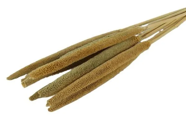 Feuillazur Rungis Babala fleur séchée naturel 70cm