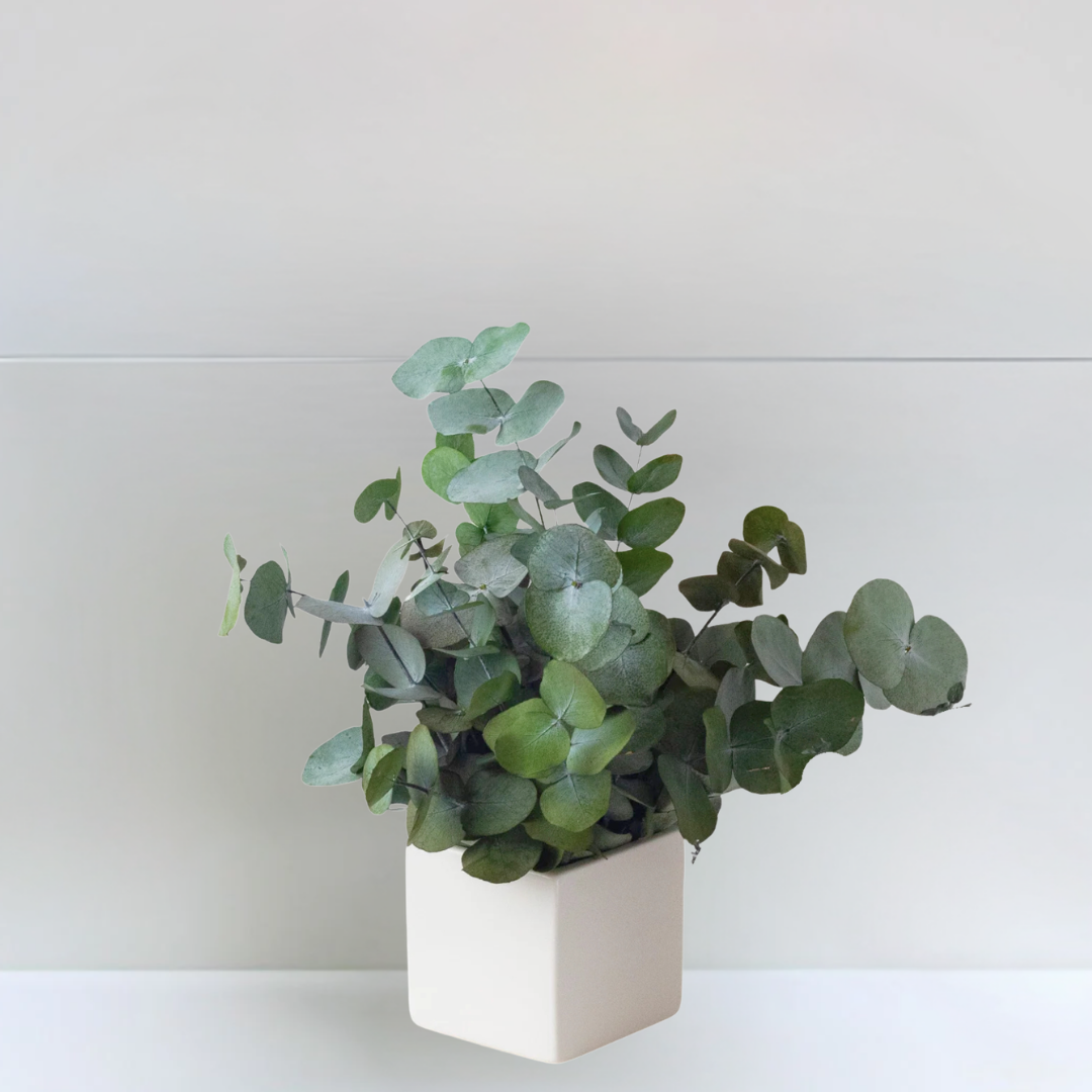 Ateliers Ouchamp Plantes Eucalyptus Cinerea plante stabilisée 40 cm