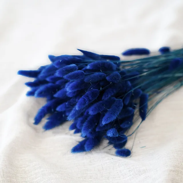 Flowrette Lagurus Bleu botte x1 queue lièvre séchée