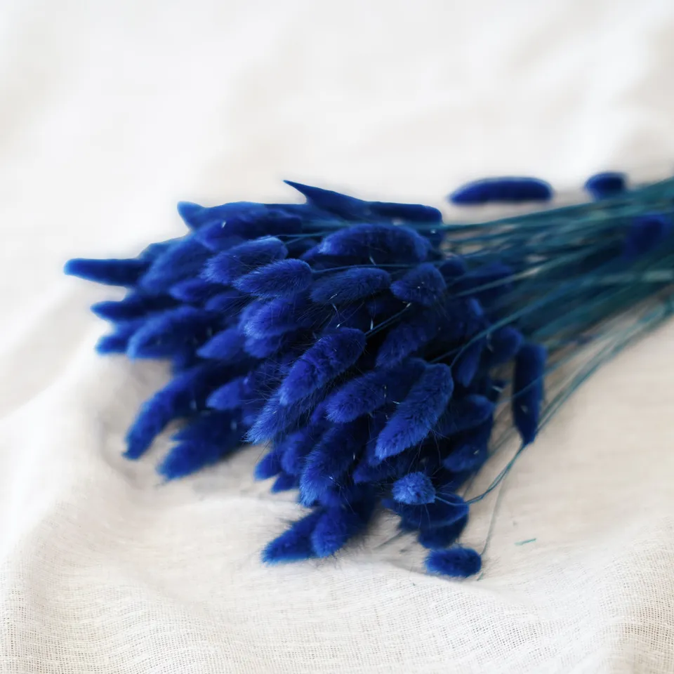 Flowrette Lagurus Bleu botte x1 queue lièvre séchée