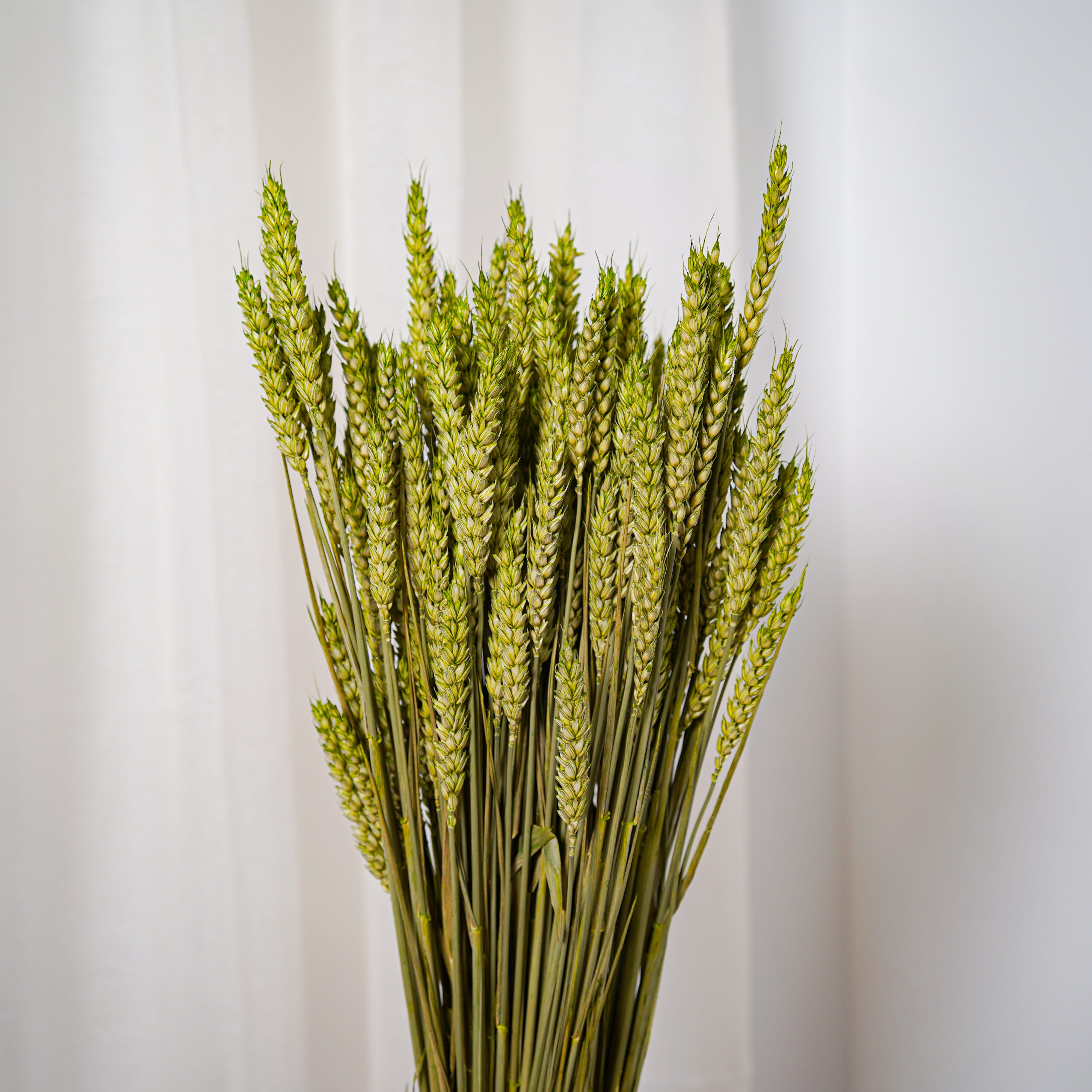 Flowrette Blé vert pâle botte fleurs séchées x1 naturelle