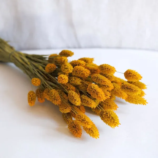 Flowrette Phalaris botte fleurs séchées safran jaune soleil
