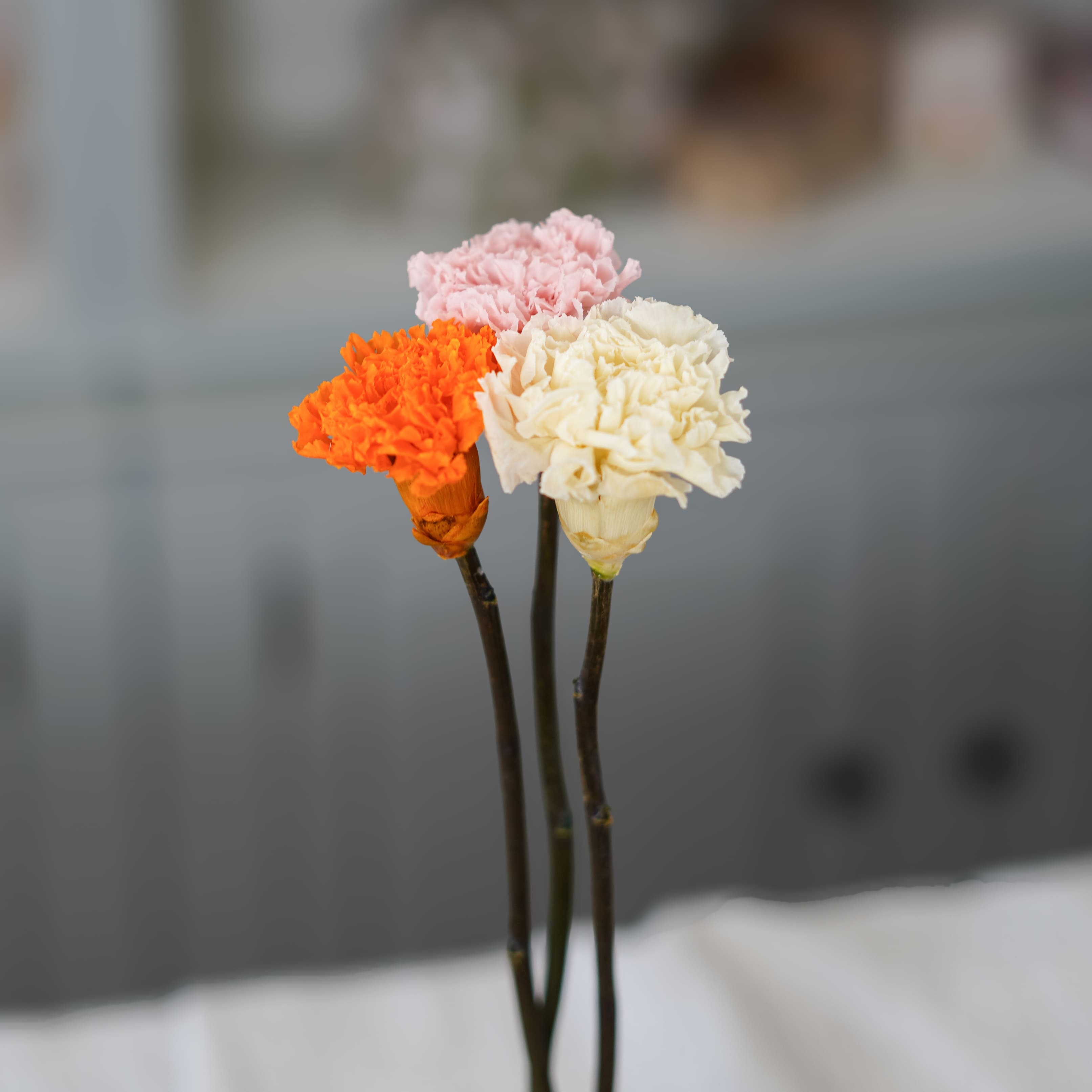 Flowrette Oeillet stabilisé rose pâle fleur stabilisée x1