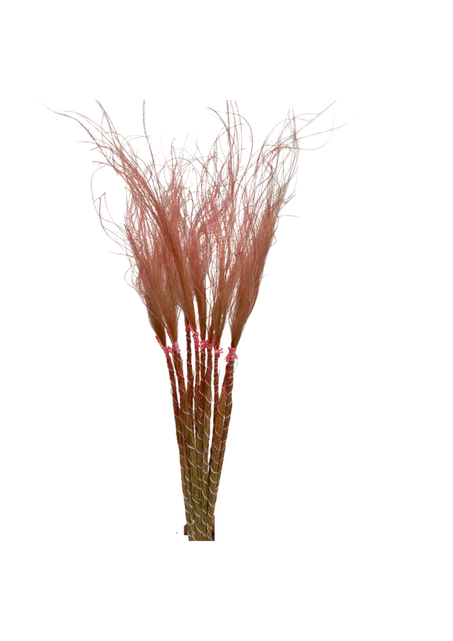 Feuillazur Rungis Stypa Pennata Tuffs graminée séchée rose clair