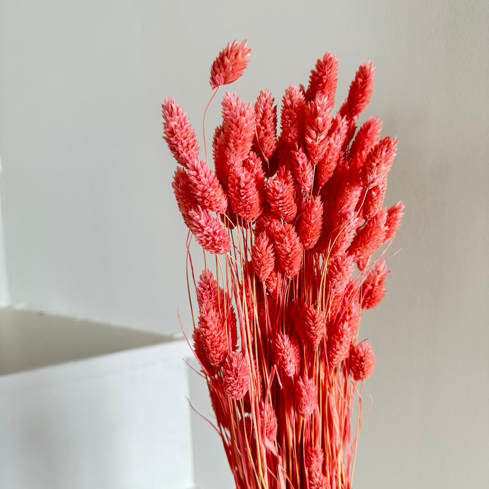 Flowrette Phalaris vieux rose botte séchée