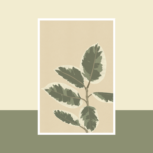 Flowrette Ficus El Tineke carte botanique illustrée