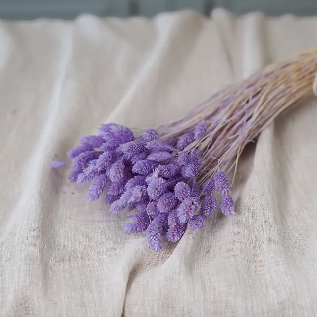 Flowrette Fleurs séchées Phalaris lilas botte x1