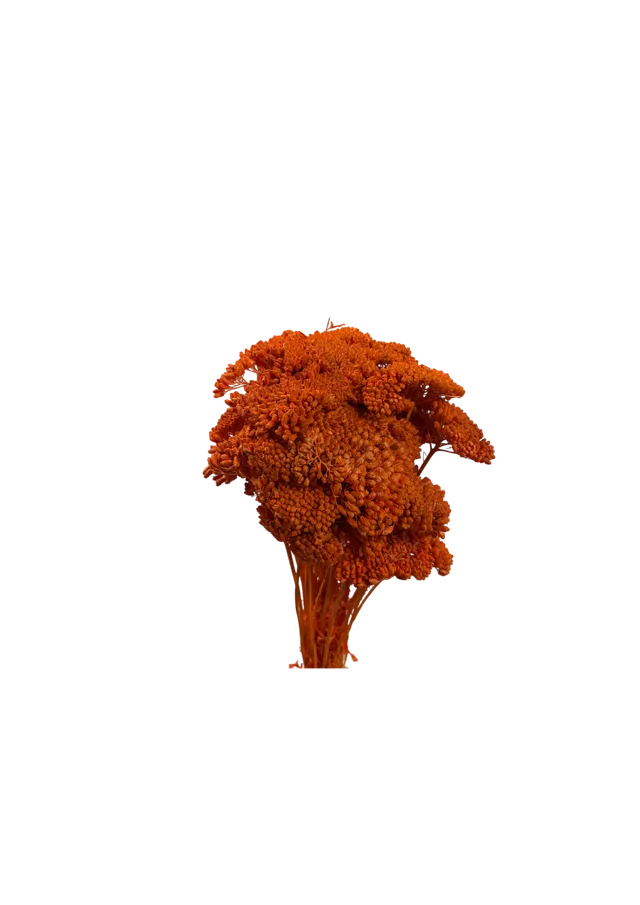 Feuillazur Rungis Séchés Stabilisés achillea séché orange
