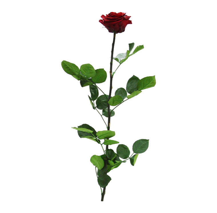 Feuillazur Rungis Rose stabilisée premium tige rouge 54 cm